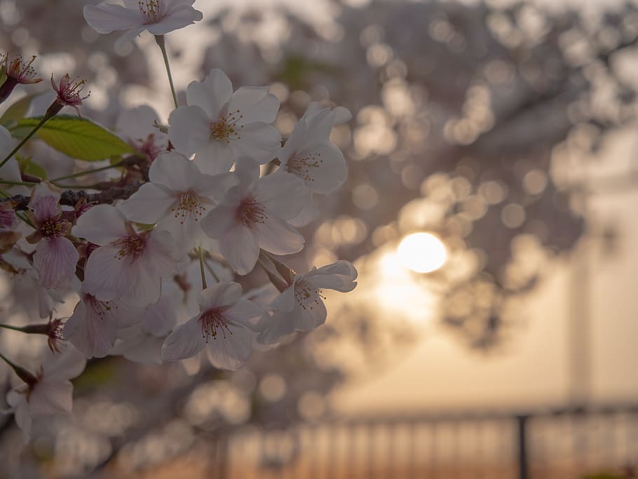 at dusk, sunset, cherry blossoms, spring, sky, natural, mood HD wallpaper
