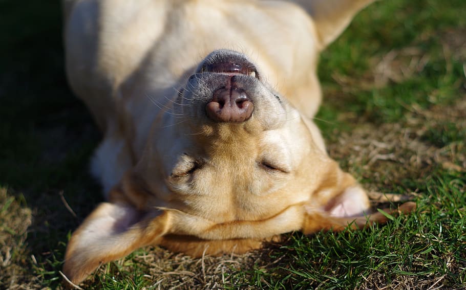 dog, sleeping, lying, pet, animal, serenity, labrador, sweet HD wallpaper