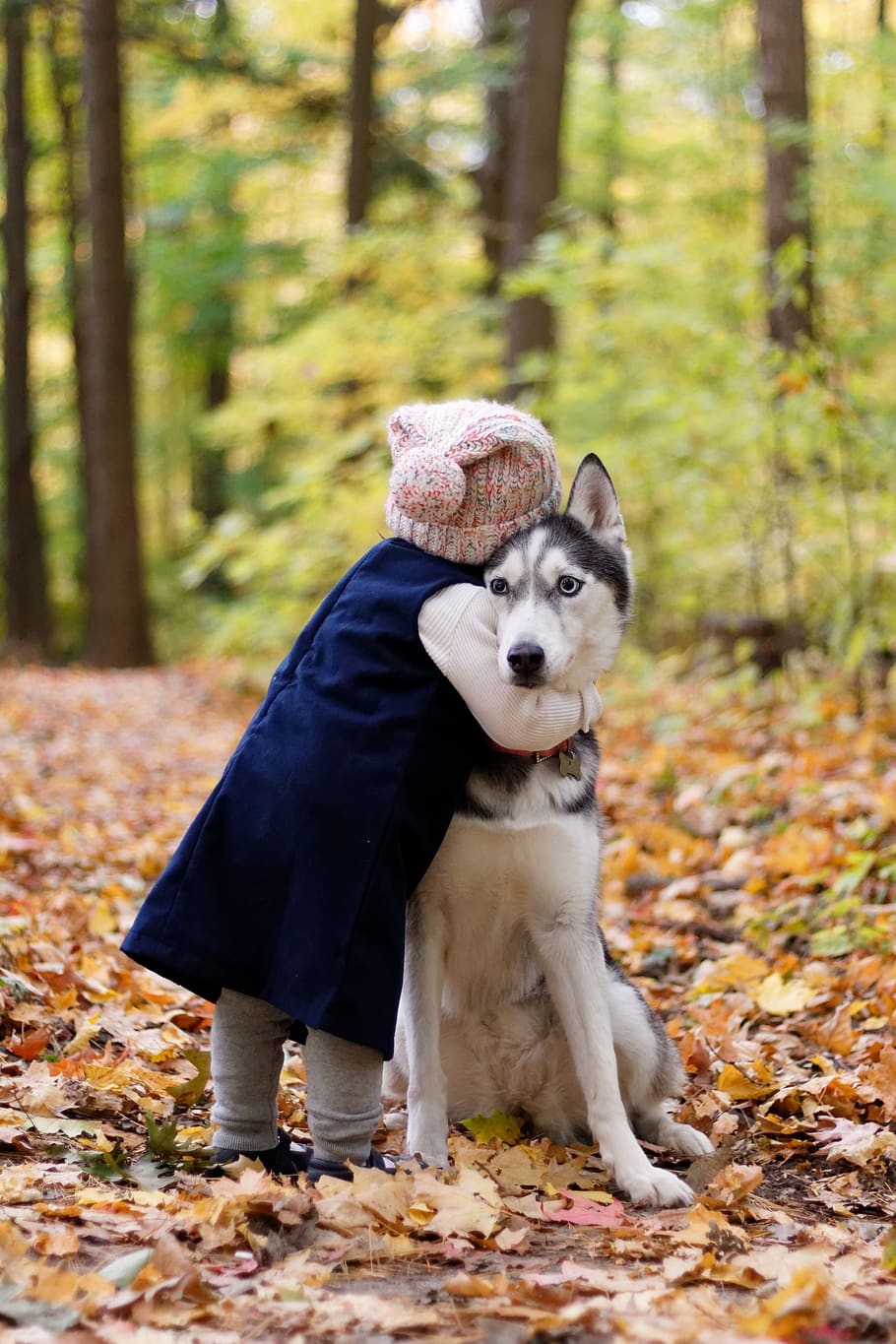 toddler hugging siberian husky, mammal, pet, dog, canine, animal, HD wallpaper