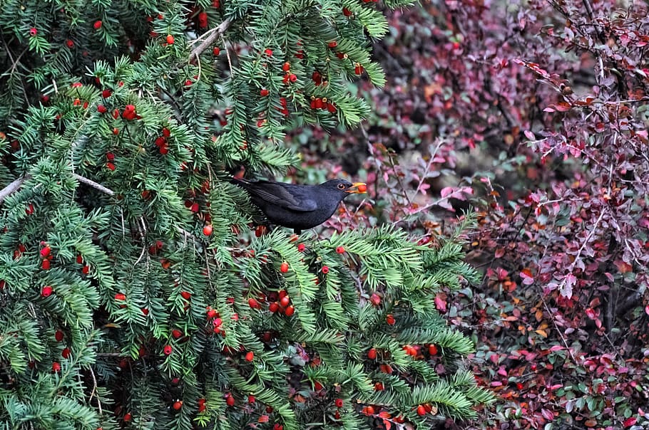 shrub, tree, sheet, nature, bird, thrush, blackbird, yew, spruce HD wallpaper
