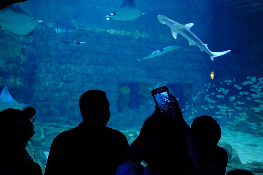 people watching sharks, aquarium, water, sea life, animal, human, HD wallpaper