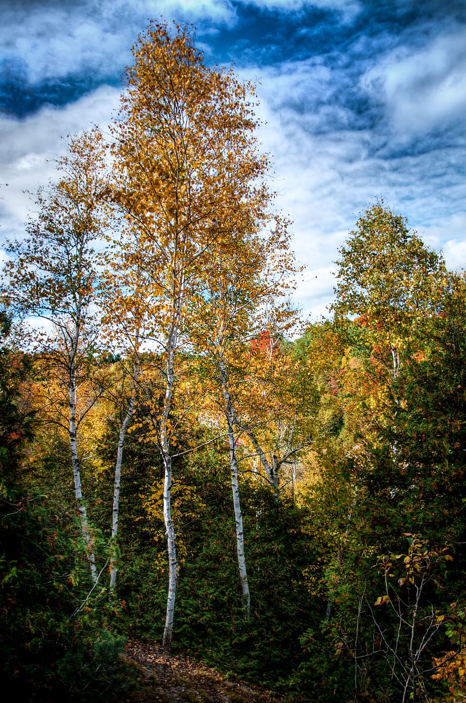 canada, caledon, ontario, park, trees, fall, autumn, forest, HD wallpaper