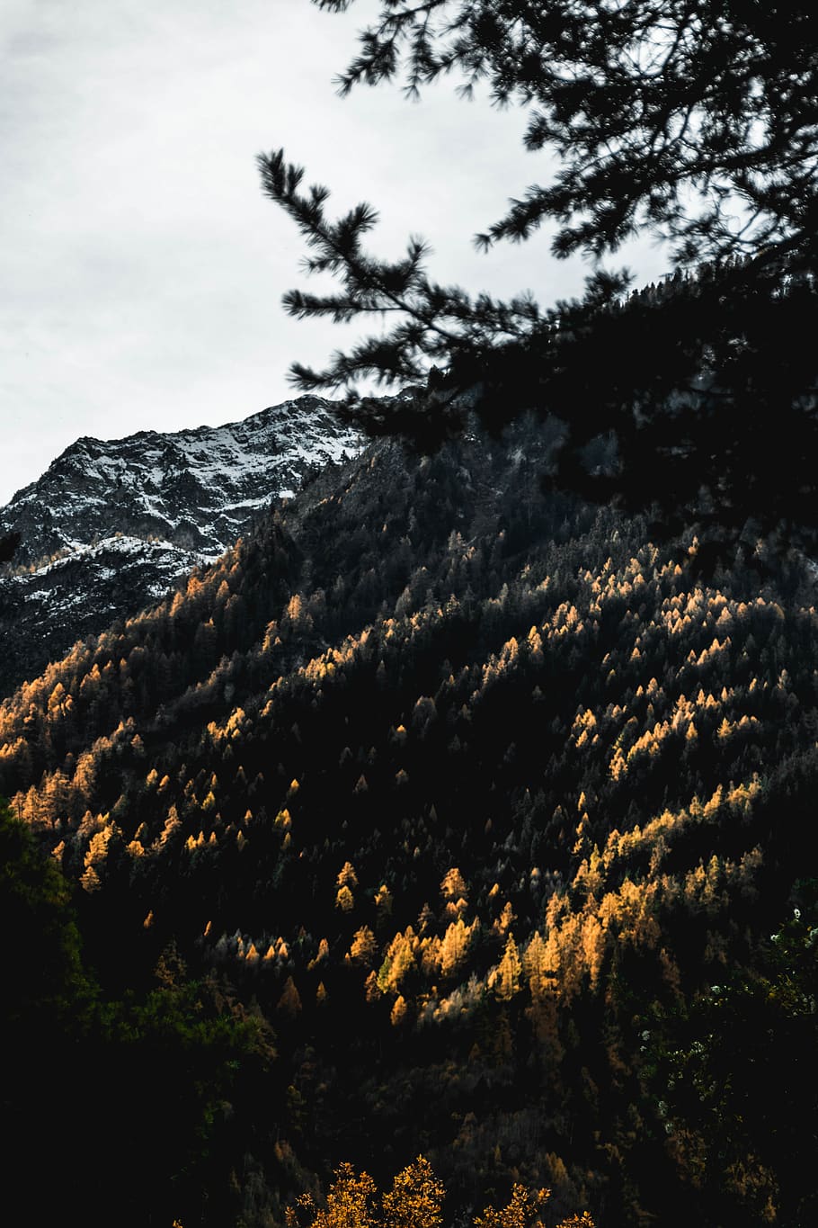 green trees, plant, abies, fir, switzerland, conifer, nature HD wallpaper