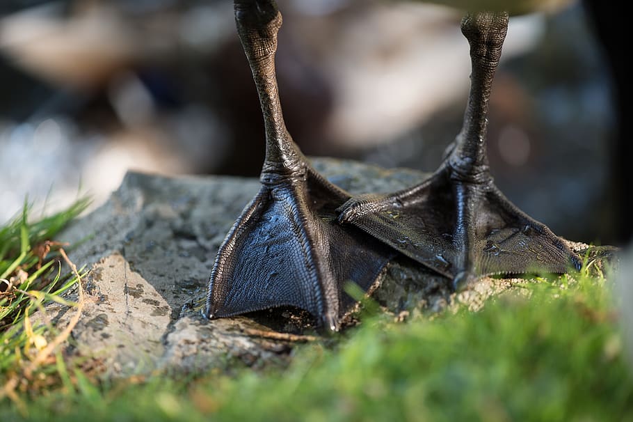 feet, goose, selective focus, day, close-up, no people, nature HD wallpaper