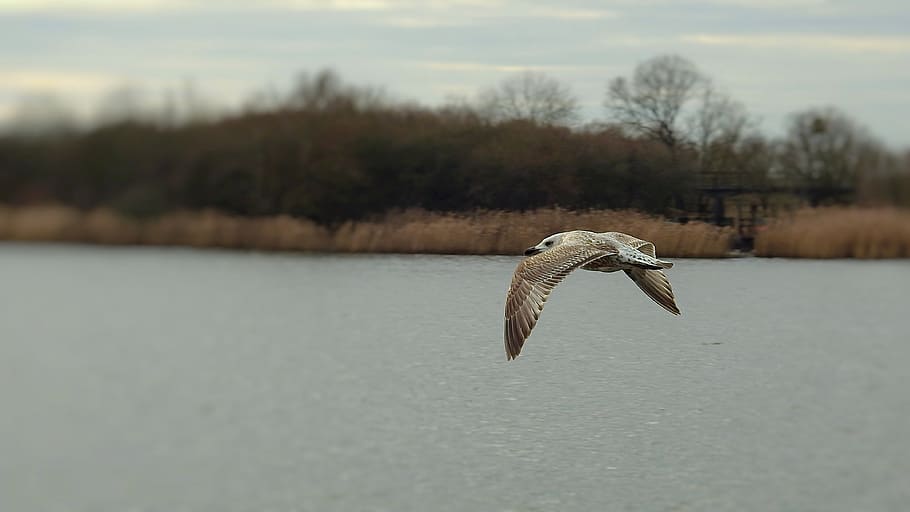 common tern, birds, flight, river, nature, flying, animal themes HD wallpaper