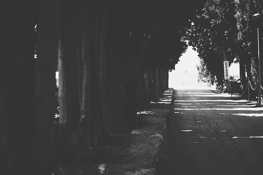 trees, sun, road, shadows, gameofshadows, black, white, blackandwhite HD wallpaper
