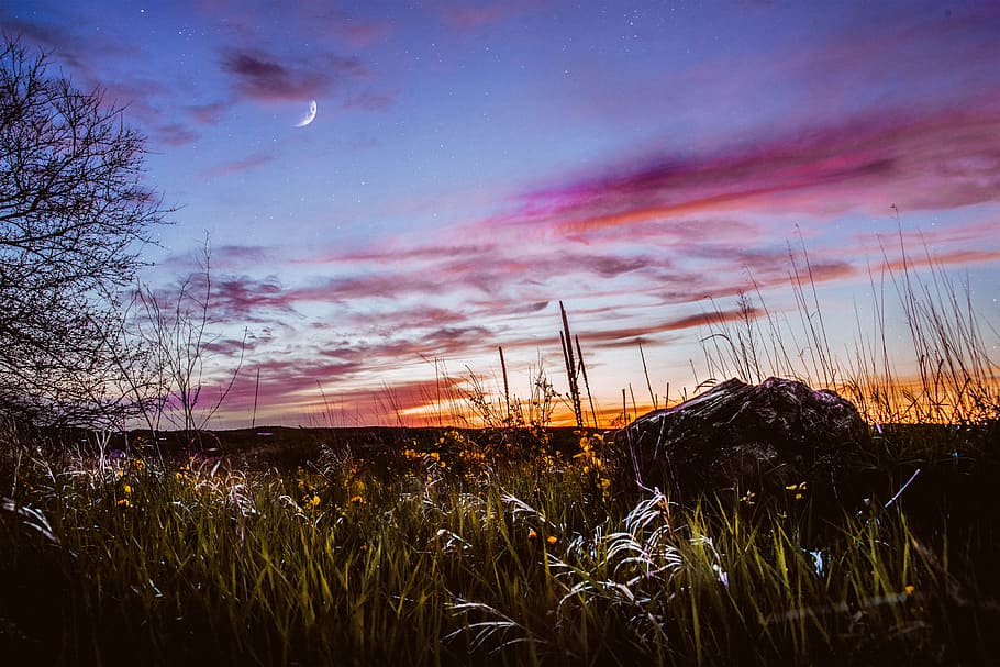 green grass under moonlight sky, star, cloud, tree, horizon, rock
