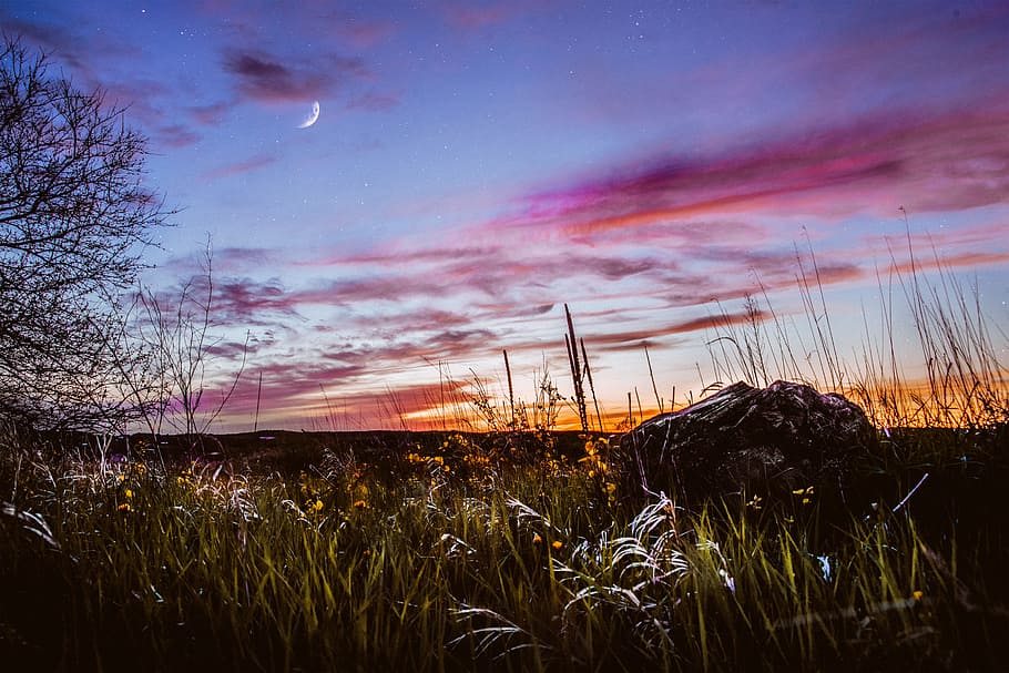 green grass under moonlight sky, star, cloud, tree, horizon, rock HD wallpaper