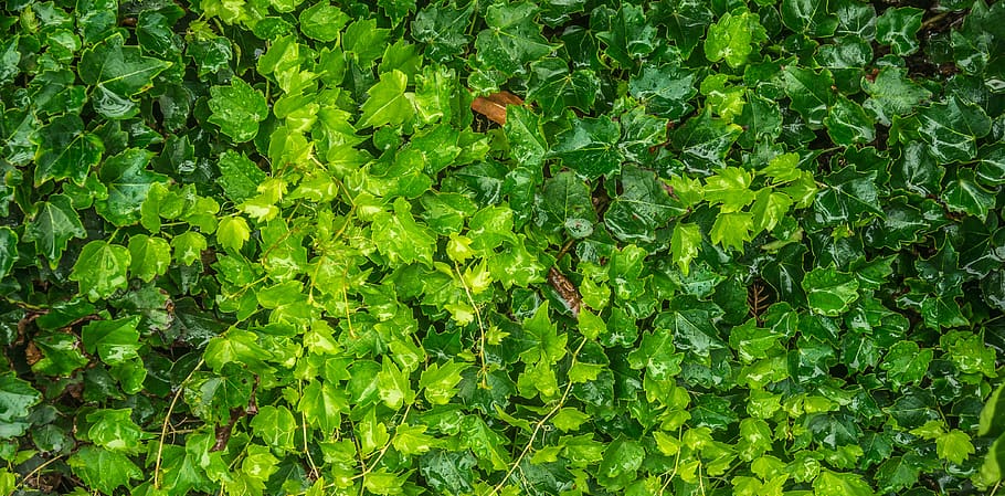 ivy, leaf, nature, plants, the leaves, green, abstract, state of the union HD wallpaper