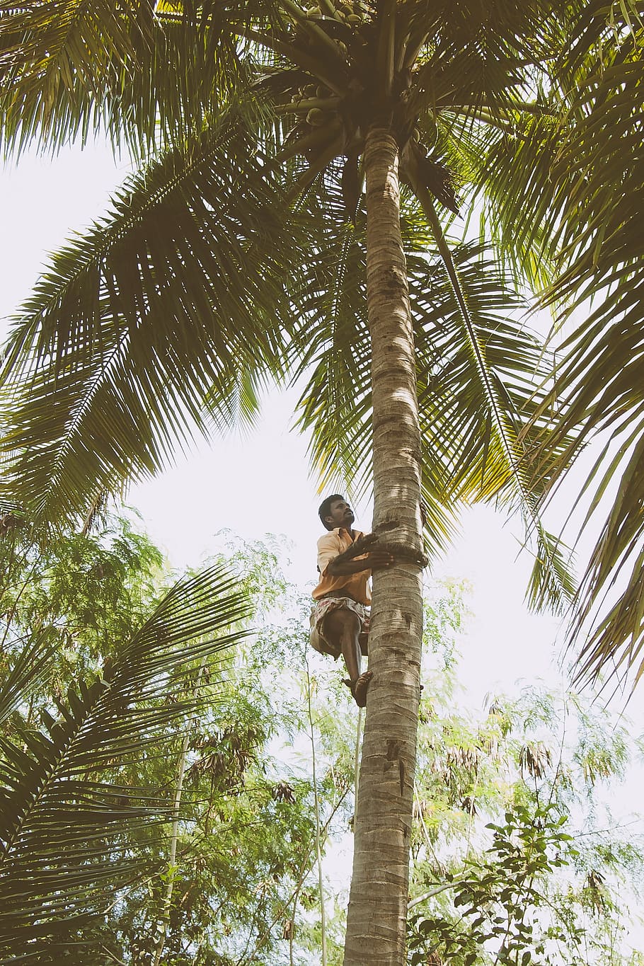 person climbing coconut\ tree, plant, low angle view, palm tree HD wallpaper