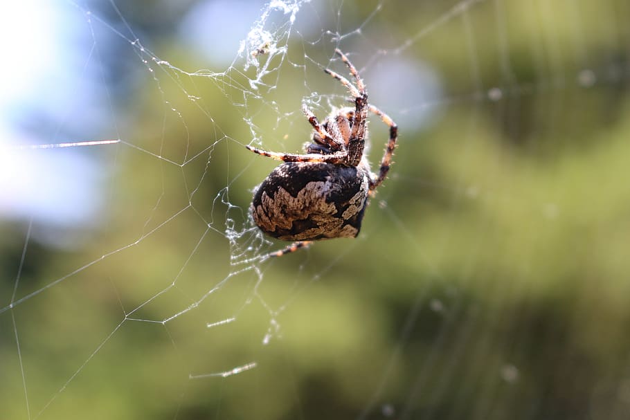 spider, araneus, close up, cobweb, spin threads, spider webs HD wallpaper