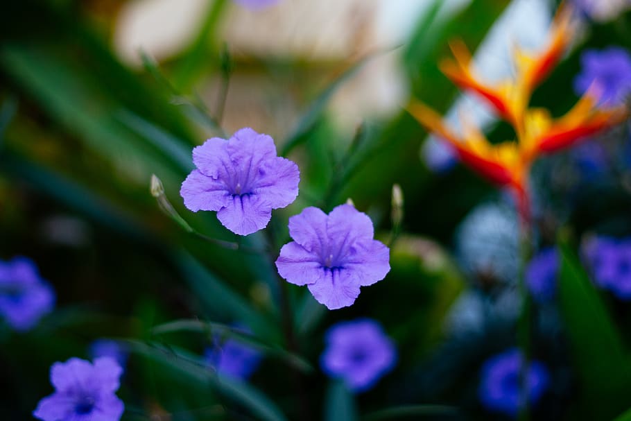 ghana, accra, flower, purple, plant, petals, flowering plant, HD wallpaper