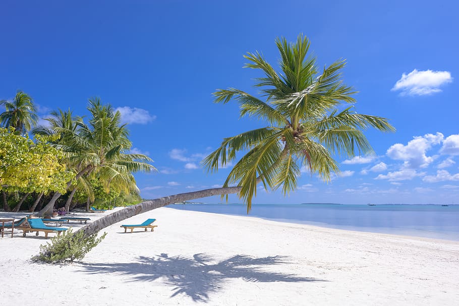 Photo of Coconut Trees On Seashore, beach, clouds, exotic, idyllic HD wallpaper