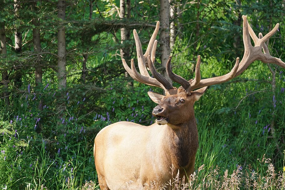 moose, antler, forest, animal, animal themes, plant, animal wildlife HD wallpaper