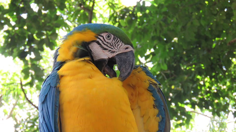 macaw, ave, nature, animals, colorful, peak, plumage, tropical, HD wallpaper