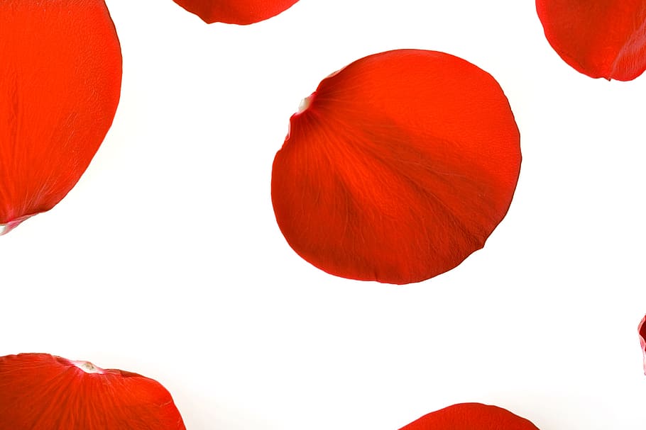 con2011, flower, fresh, gift, isolated, petals, photo, red HD wallpaper