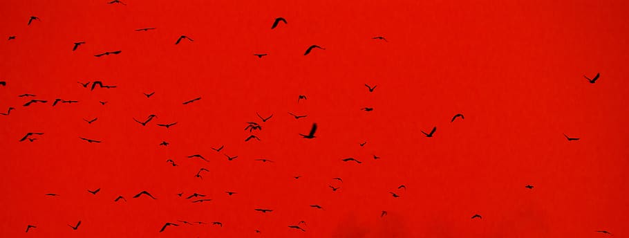 texture, ornitology, migration, sky, bright, coral, red, flight HD wallpaper