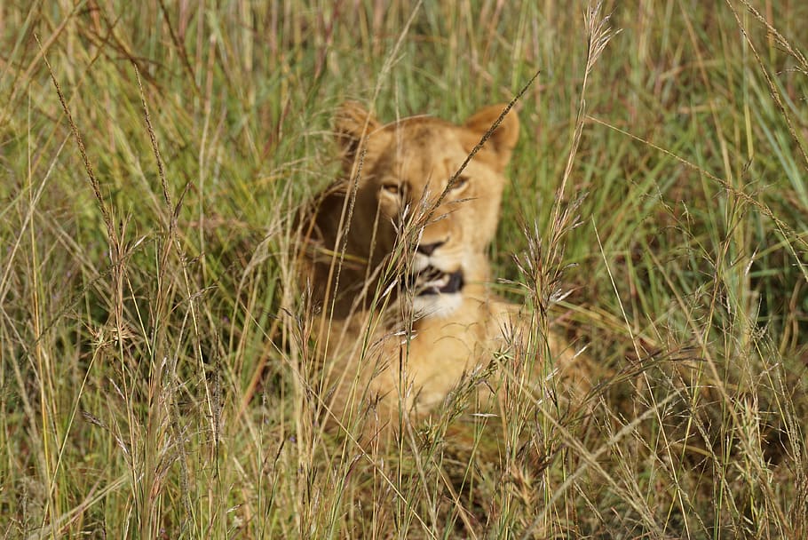 animal themes, mammal, one animal, grass, plant, animal wildlife HD wallpaper