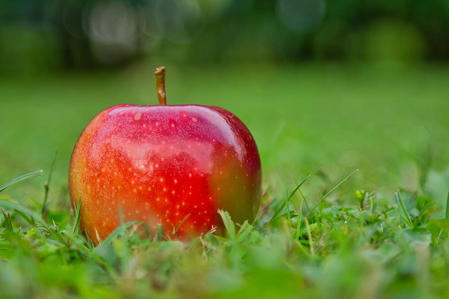 apple, gala, red, vitamins, healthy, apple variety, eat, harvest, HD wallpaper