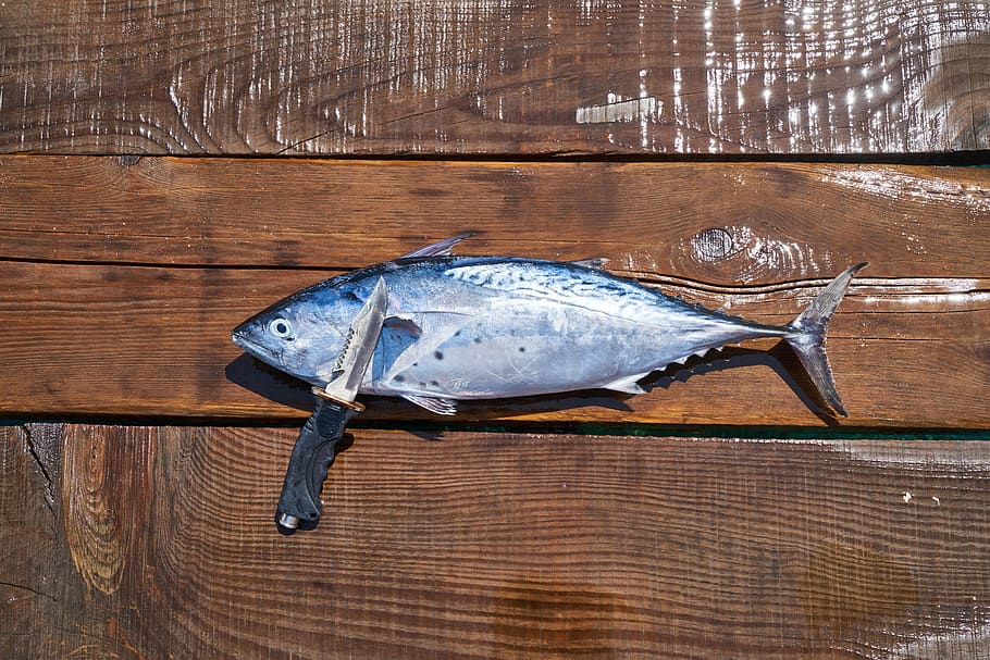 fish, knife, hack, sharp, fresh, catch, marine, restaurant HD wallpaper