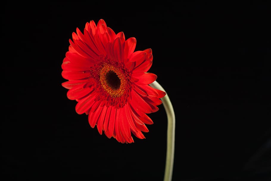 beautiful, red, gerbera, stem, isolated, black, closeup, flower HD wallpaper