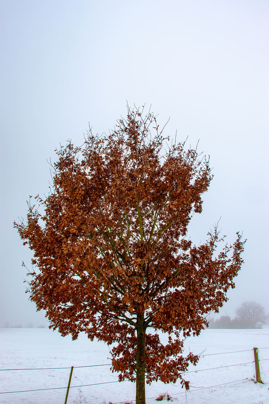 tree, plant, maple, tree trunk, winter, canon, lightroom, eos200d HD wallpaper