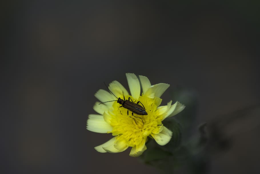 ponteareas, spain, flower, bug, nature, forest, color, galicia HD wallpaper