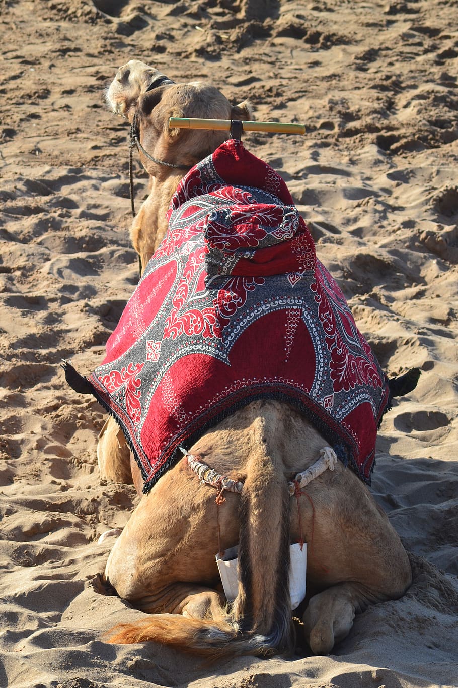 camel, beach, sand, morocco, tourist, travel, sea, mammal, domestic animals HD wallpaper