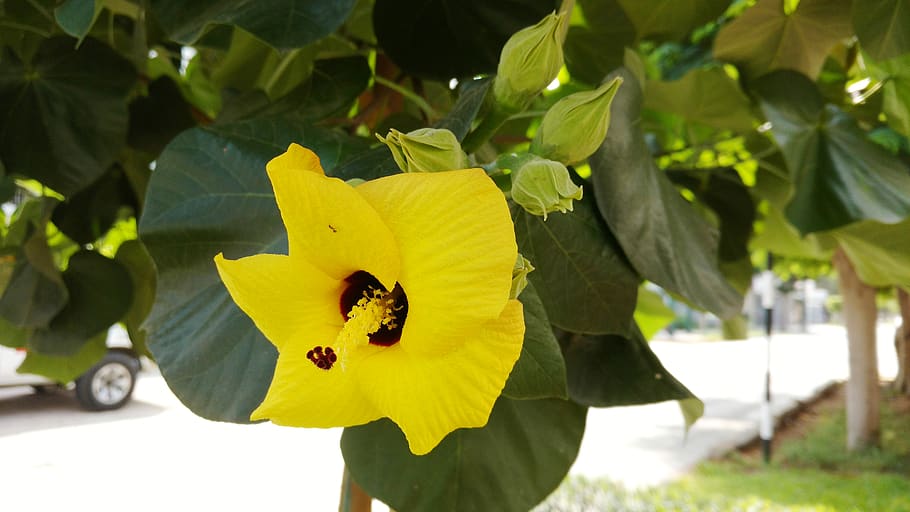 peru, san isidro, plant, flower, flowering plant, beauty in nature HD wallpaper