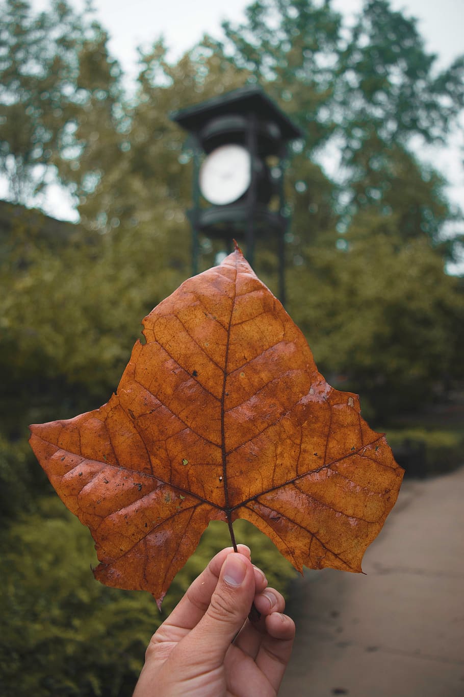 Dried Maple Leaf, dry leaf, macro, autumn, human hand, plant part HD wallpaper