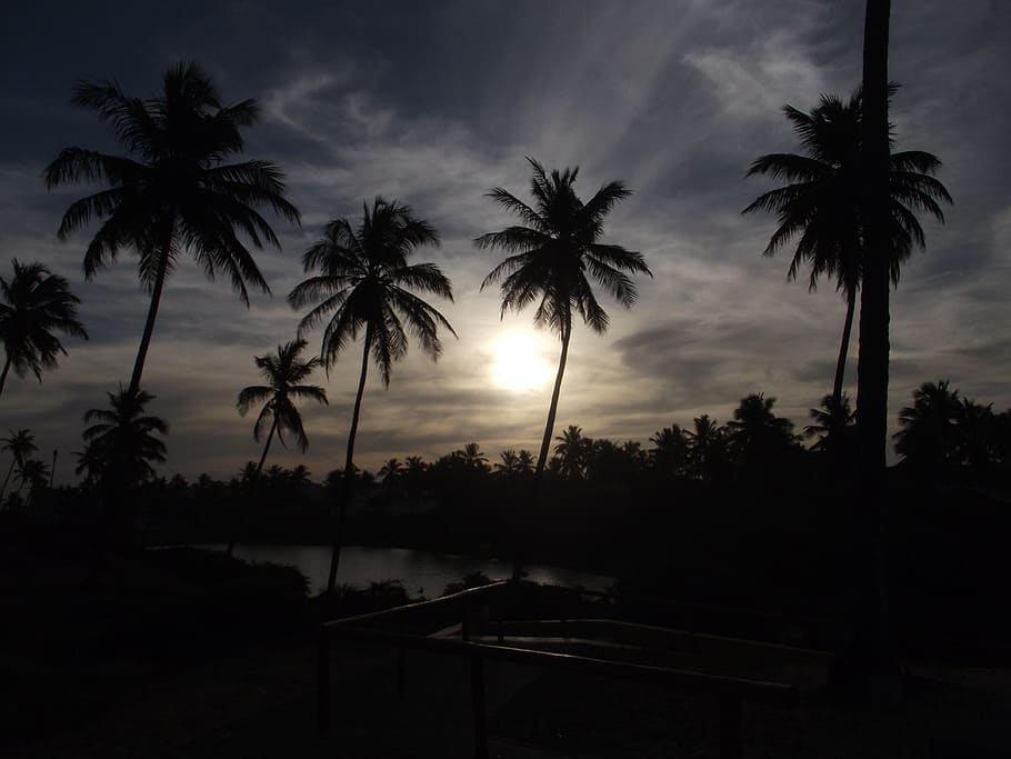 Sun, beach, palm trees, tropical, dusk, dark, night, evening HD wallpaper