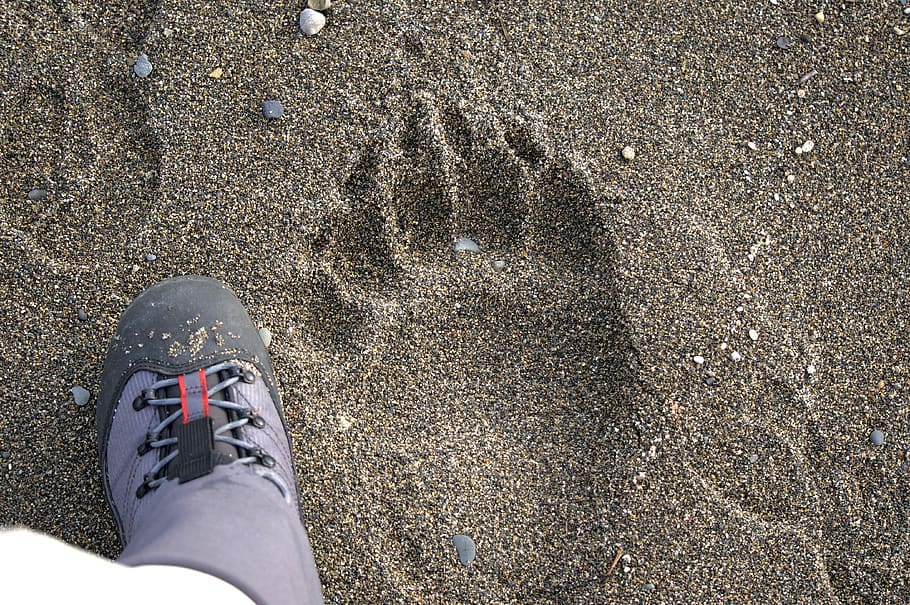 bear, footprint, adventure, wildlife, comparison, nature, low section, HD wallpaper