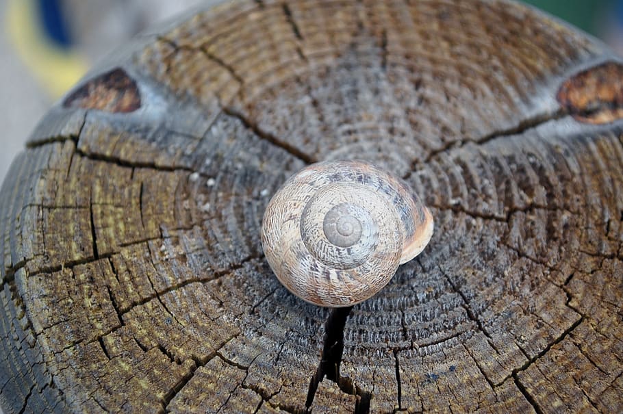 snail, shell, wood, tribe, animal wildlife, wood - material HD wallpaper