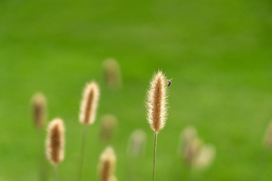 grass, plant, lawn, insect, flower, reed, nature, vegetation, HD wallpaper