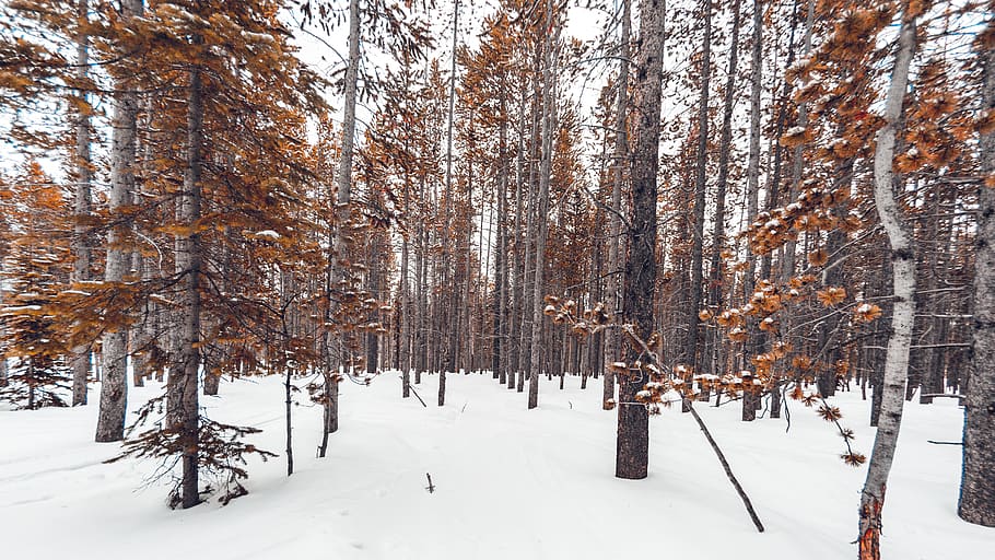 trees surrounded by snow, cold temperature, winter, land, plant HD wallpaper