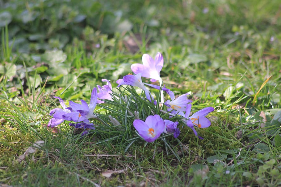 germany, flower, flowering plant, freshness, vulnerability HD wallpaper