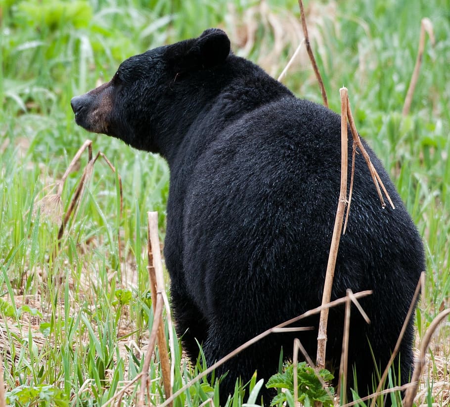 black, bear, animal, wild, nature, jungle, zoo, animal themes HD wallpaper