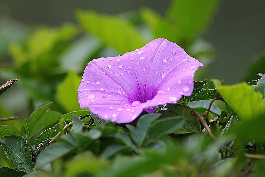 Purple Petal Flower Surrounded by Green Plants during Daytime HD wallpaper