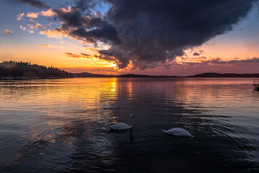 two white swans under nimbus clouds, outdoors, nature, animal HD wallpaper