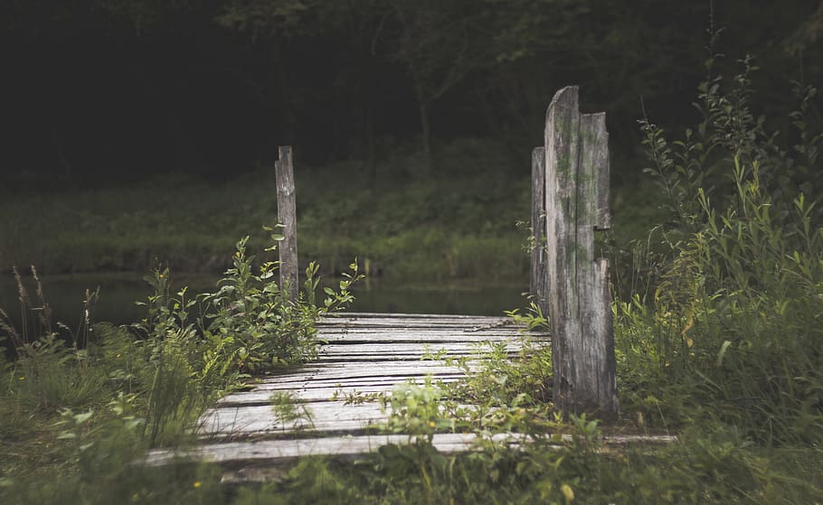 Dock Near Body of Water Surrounded With Bushes, daylight, environment HD wallpaper