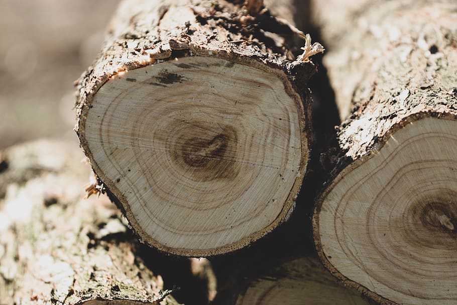 brown log, tree, timber, close-up, wood, forest, day, wood - material HD wallpaper