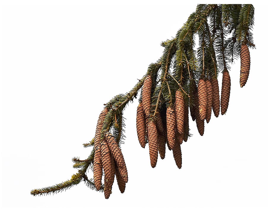 pine, pinecone, plant, fruit, christmas, coniferous, fall, needle HD wallpaper