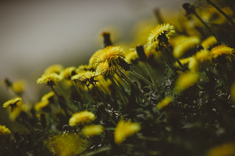 Free Images : dandelion, yellow, green, flower, floral, nature, spring,  summer, background, season, fresh, environment, countryside, colourful,  flora, botany, scenic, colours, florist, beautiful, beauty, flowering  plant, sow thistles, flatweed, grass