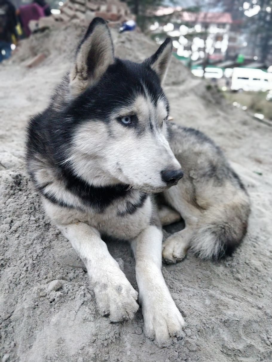 animal alley husky