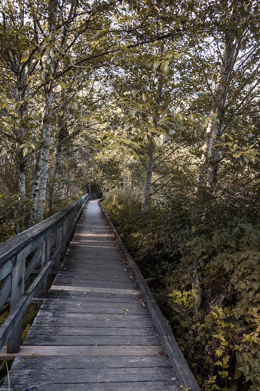 tree, the way forward, direction, plant, nature, forest, wood - material HD wallpaper