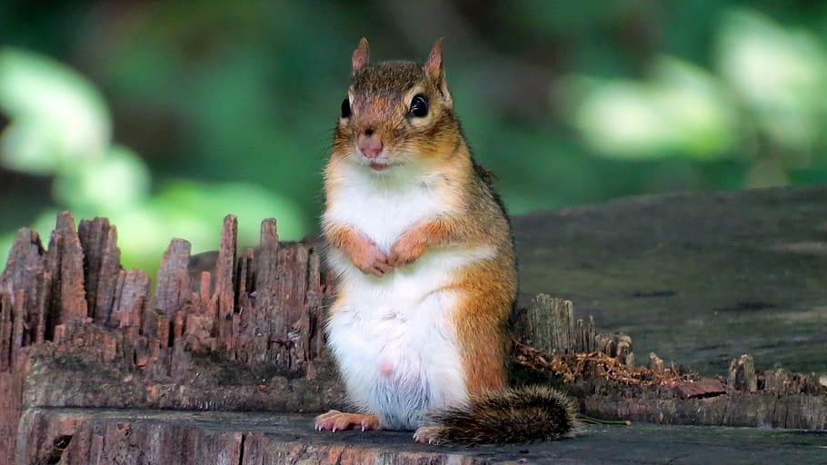 chipmunk, looking, portrait, tree stump, furry, furry tail HD wallpaper