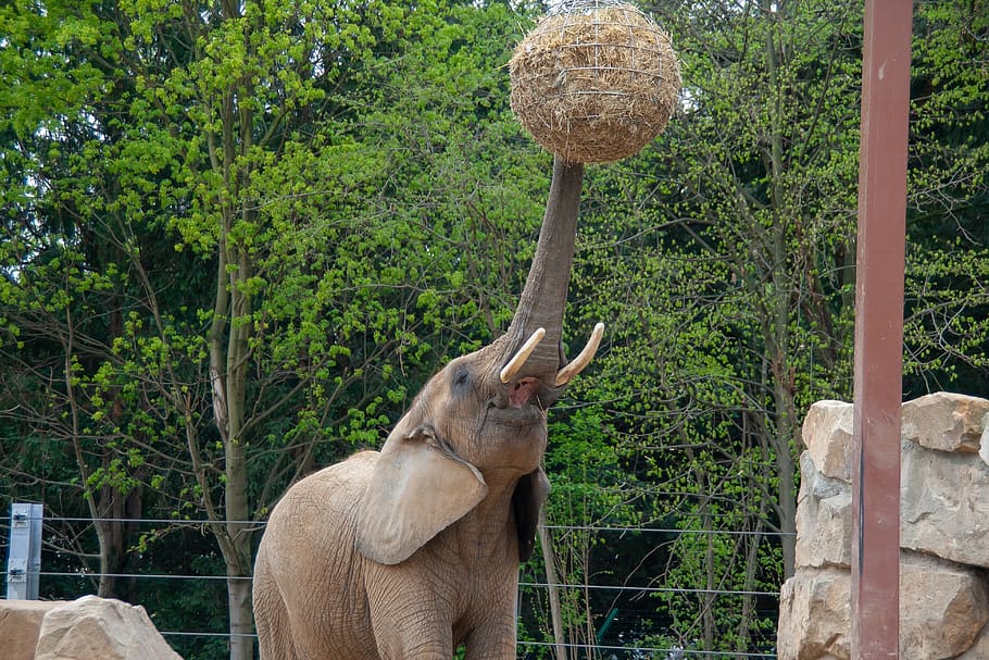 elephant, background, color, objekt, wild, wildanimal, zoo HD wallpaper