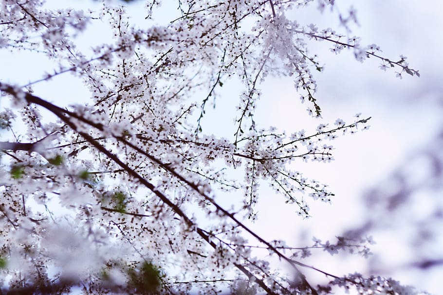 white flowering tree, blossom, flora, plant, garden, floral, pink HD wallpaper