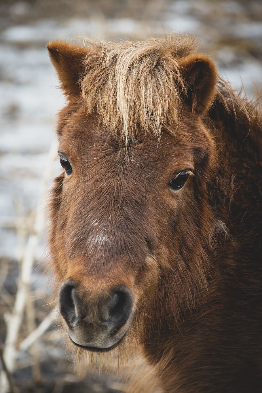 brown pony, animal, mammal, horse, colt horse, foal, donkey, stallion HD wallpaper