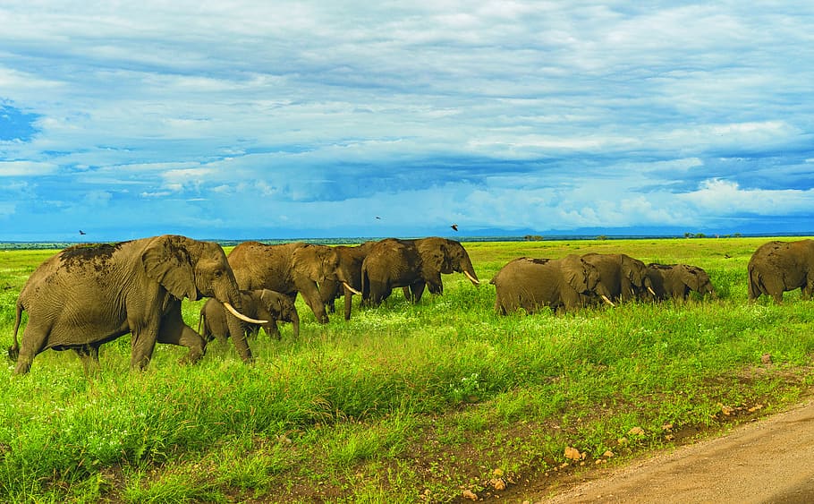 tanzania, mount kilimanjaro, nairobi, mountain, mt, elephants, HD wallpaper